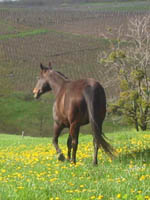 quarter brown portante pour 2007